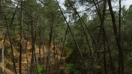 Aerial view over a pine forest in Provence, France, showcasing lush greenery and Mediterranean charm. Ideal for nature, travel, and scenic landscape projects.
