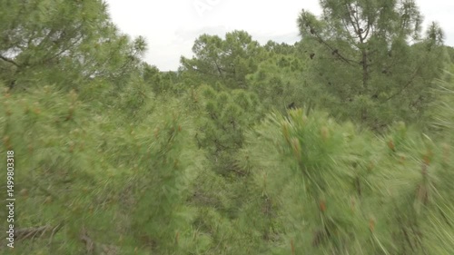 Aerial view over a pine forest in Provence, France, showcasing lush greenery and Mediterranean charm. Ideal for nature, travel, and scenic landscape projects.
