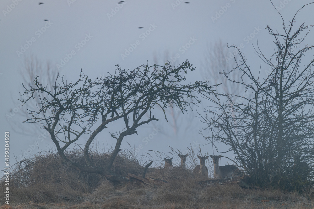 Fototapeta premium Damwildrudel auf der Wiese