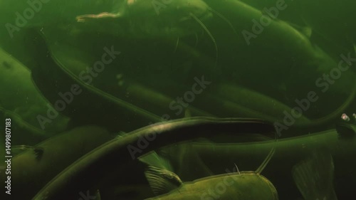 Camera advances through a dense aggregation of wels catfish – Silurus glanis – gathered in the shade on the bottom of a French river, their massive bodies forming a compact, shadowy formation photo