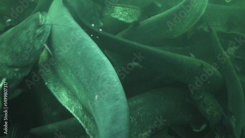 A chaotic underwater scene shows dozens of wels catfish – Silurus glanis – entangled and swimming in all directions, their massive bodies colliding in a dense, frenzied motion. photo