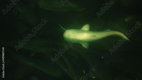A white albino wels catfish – Silurus glanis – appears lost within a spectacular and dense gathering of darker conspecifics on a French riverbed. photo