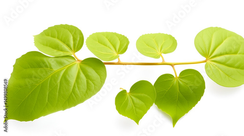 Tinospora crispa or Heart leaved moonseed, Tinospora cordifolia (Menispermaceae) isolated on white background.Medicinal properties help treat diseases.