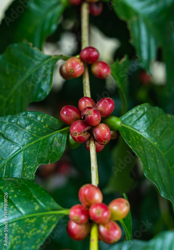 closeup of branch of red coffee beans growing on plantation, nature concept. food cocnept