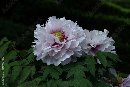 女性らしさを感じる花