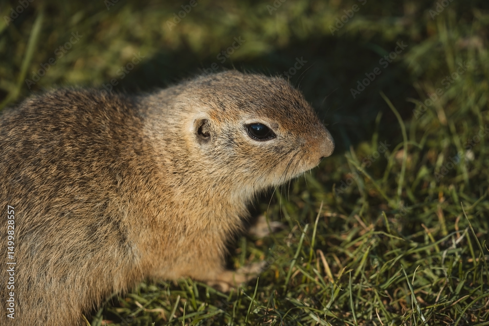 Fototapeta premium A close-up shot captures a small ground squirrel from the side as it sits amongst green grass, its speckled brown fur detailed