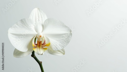 Delicate white orchid blossom on stark white backdrop, orchid, elegant, aesthetic