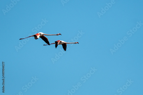 Greater flamingo flying