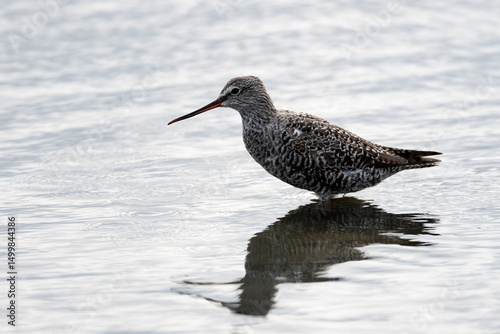  Spotted redshank 