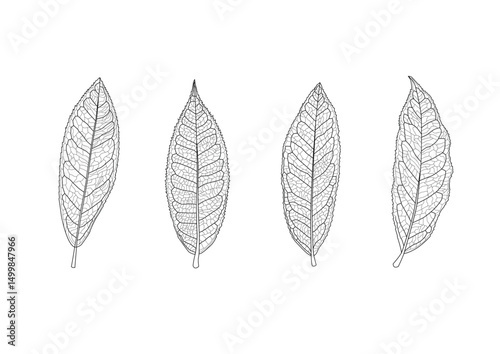 tea leaves line single leaf and leaf pattern black bring to color decorate on white background illustration  vector