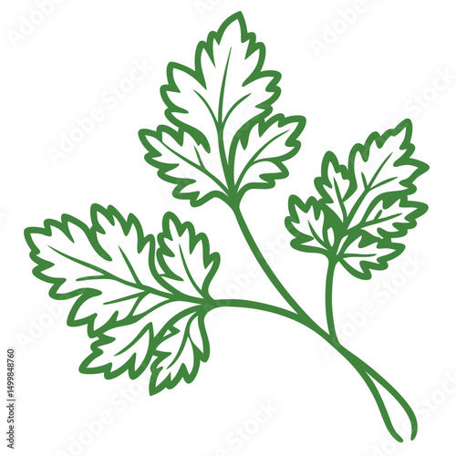 Green parsley sprig with fresh leaves on a white background  