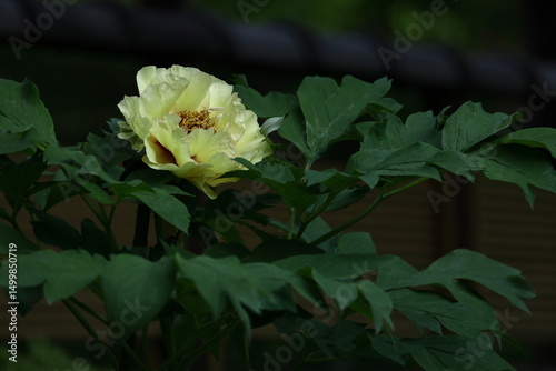 女性らしさを感じる花