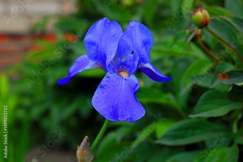 blue iris flower