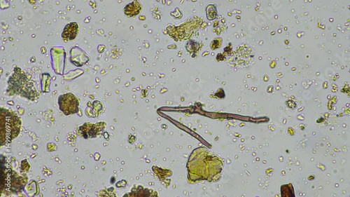microorganisms and soil biology, with nematodes and fungi under the microscope.	
