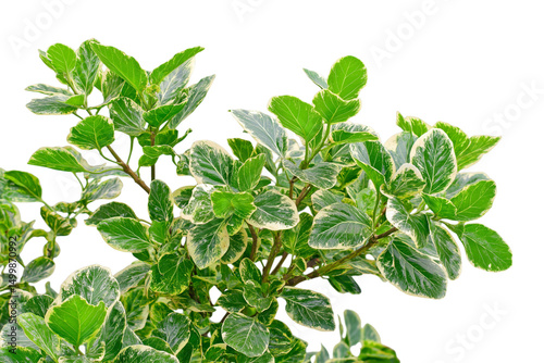 green leaf with white margins isolated on white background