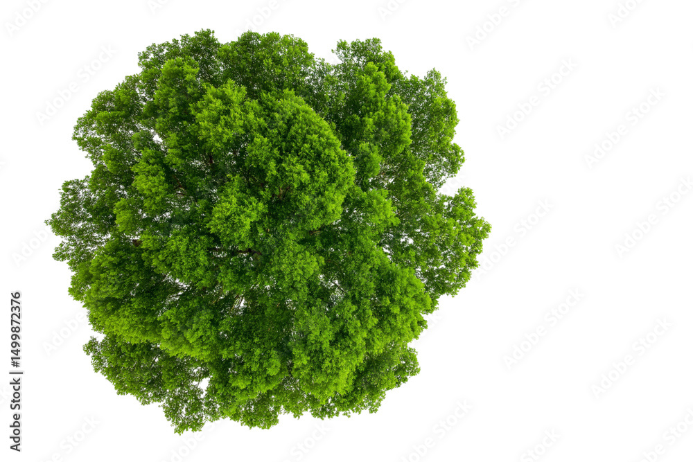 Fototapeta premium lush green tree canopy isolated on white background