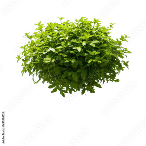 Green plant with small leaves isolated on transparent background