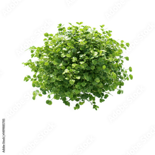 Green pittosporum plant top view isolated on transparent background