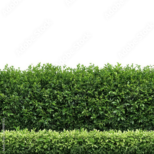 Green hedge with leaves isolated on transparent background