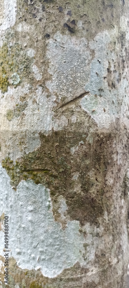 Fototapeta premium Tree Bark with White Fungi and Moss Texture Close-Up. Close-up of tree bark with patches of white fungi, green moss, and natural decay. Organic surface texture ideal for backgrounds and nature themes