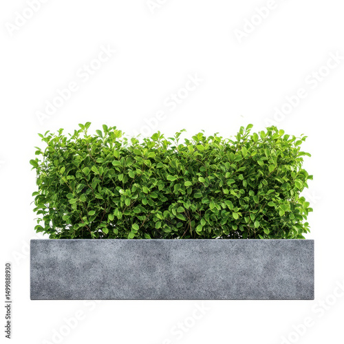 Green bush in stone pot isolated on transparent background
