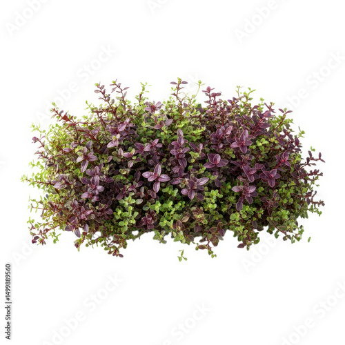 Creeping thyme plant isolated on transparent background