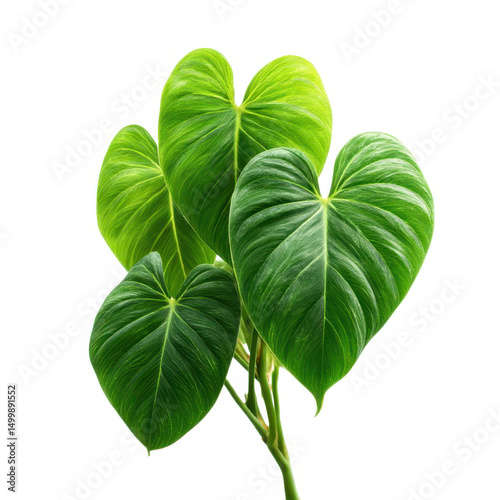 Philodendron plant with green leaves isolated on transparent background