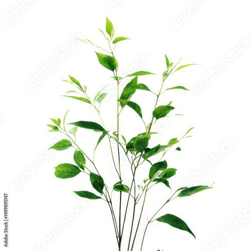 Green leaves and stems plant isolated on transparent background