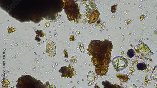 microorganisms and soil biology, with nematodes and fungi under the microscope.	
