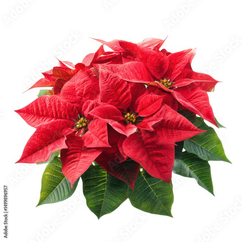 Poinsettia plant with red leaves isolated on transparent background
