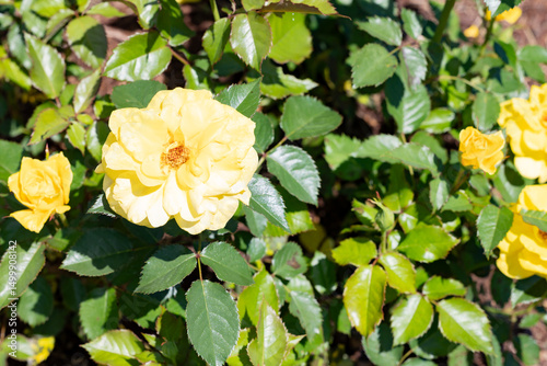 Принти на полотні photos of the rose garden in grafton il near gordon moore park