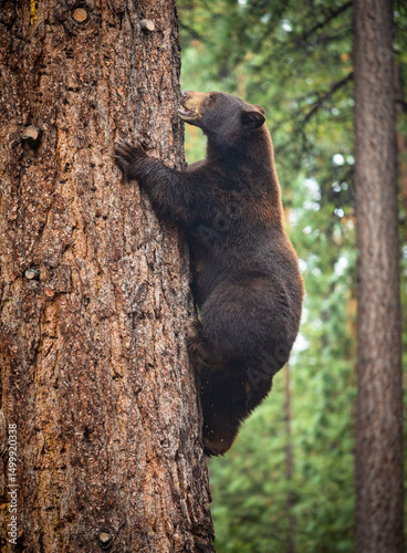 Adult Black Bear Climbing Pine Tree at Lake Tahoe California in Summer 