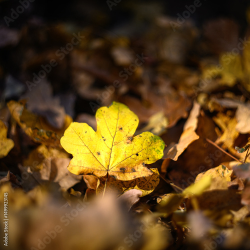 Leaf in the litter