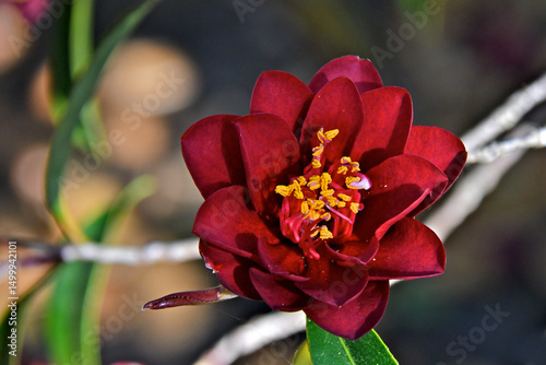 Photos Night Rider Camellia with abundant yellow anthers, the pollen-producing tips of the stamen
