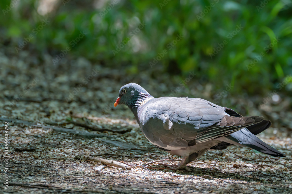 Obraz premium Close-up of a wood pigeon (Columba palumbus) sitting on the ground in spring in partial shade against a background of green grass and looking for food.