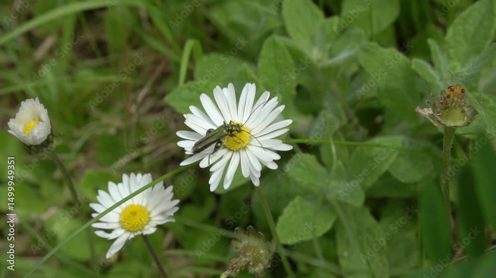 Thick-legged flower beetle ( Oedemera nobilis ) also known as false oil beetle, swollen-thighed beetle, resting and pollinating on an Oxeye daisy wildflower, insect macro stock video footage clip