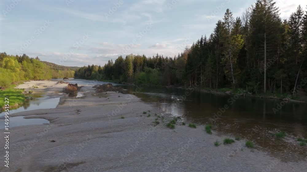 Drone footage captures a serene swan couple gliding on Bavaria wild Isar River. A peaceful, romantic scene symbolizing unity, love, and the purity of nature. 
