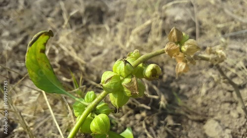 Ashwagandha. Withania somnifera plant known as Ashwagandha. Indian ginseng herbs, poison gooseberry, or winter cherry. Immunity booster plant.Its roots and orange-red fruit have been used for medicine