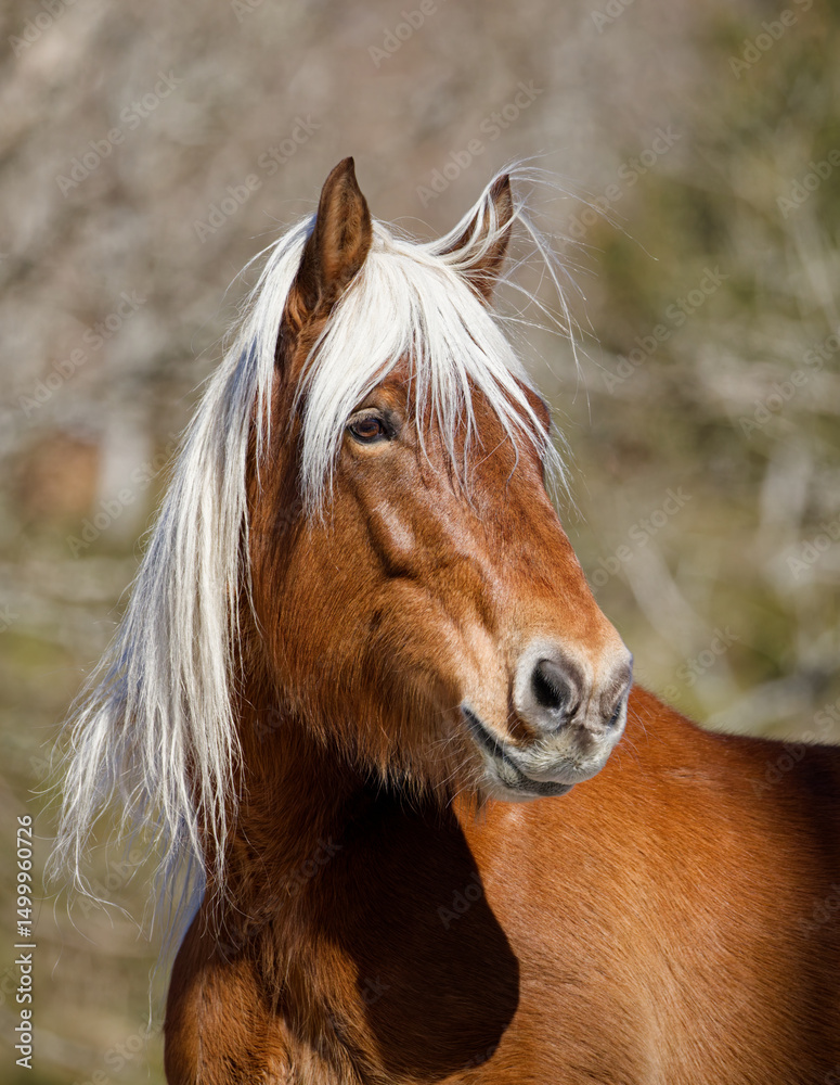 Obraz premium Cheval au pré