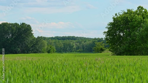 A beautiful spring landscape on a bright and sunny day. The green foliage of the forests and fields contrasts with the blue sky and white clouds