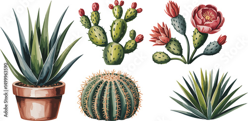 Watercolor illustrations of various succulents and cacti with green leaves and red flowers