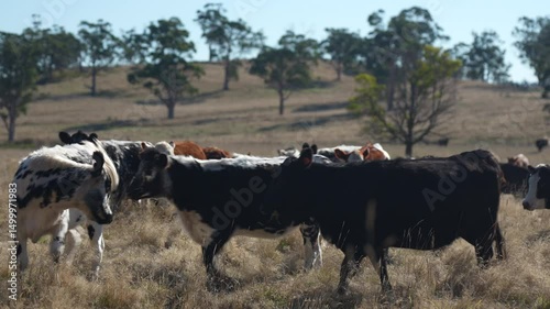 Close up of Angus and Murray Grey Cows eating long pasture in Australia	
