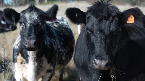 Close up of Angus and Murray Grey Cows eating long pasture in Australia	
