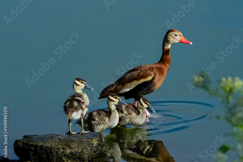 USA, Texas, Hidalgo County. Edinburg Scenic Wetlands and World Birding Center, black-bellied whistling ducking and brood