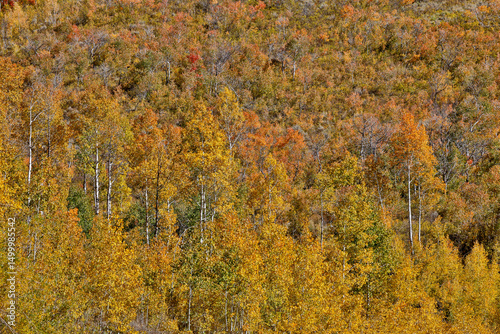 USA, Utah. Wasatch, maple and Aspen trees along Highway 89 east of Ogden Utah in full blazing fall color.