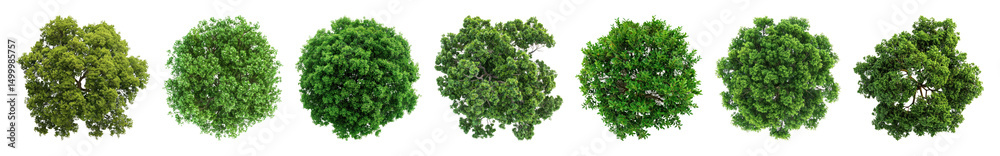 PNG Tree plant round view., transparent background PNG Tree plant round view., transparent background