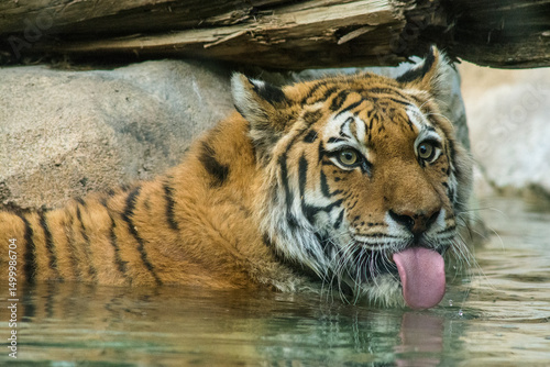 USA, Utah. Hogle Zoo, captive Siberian tiger drinking in pool. photo