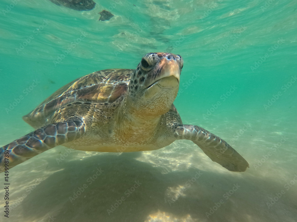 Obraz premium A green sea turtle glides gracefully through the crystal clear waters of the Maldives, showcasing its beautiful shell and serene movement in a vibrant underwater environment.