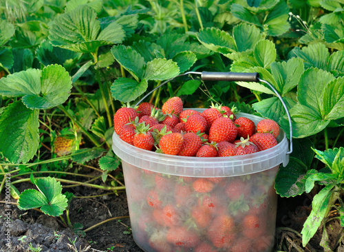  freshly harvested ripe organic strawberries in the vegetable garden