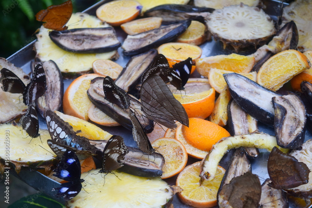 Obraz na plátně Butterflies Feeding on Fruit in Kuala Lumpur Butterfly Park, Malaysia